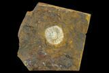 Fossil Winged Walnut (Juglandaceae) Fruit - North Dakota #133045-1